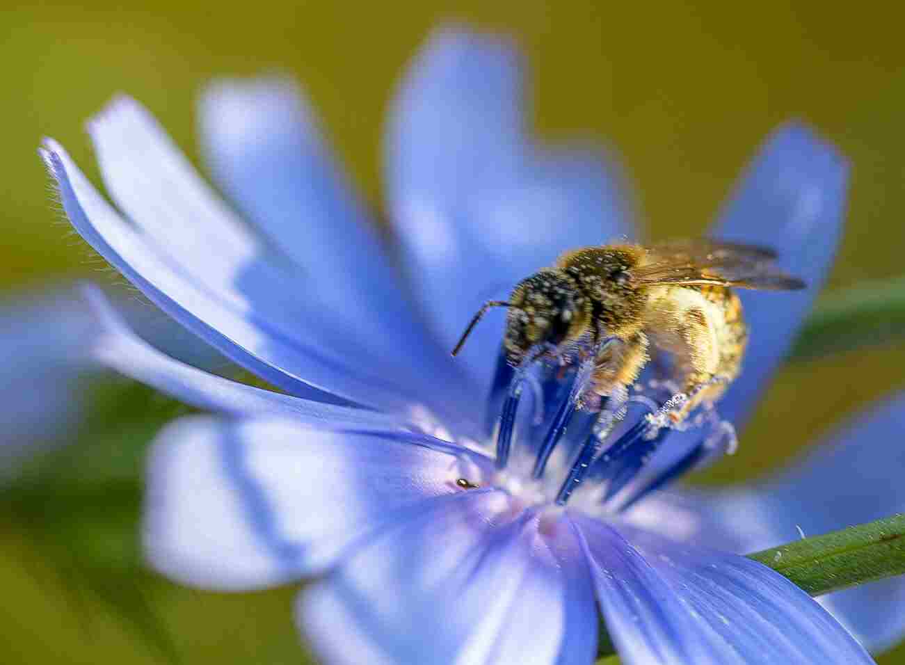 Honey Bee on Chicory Flower